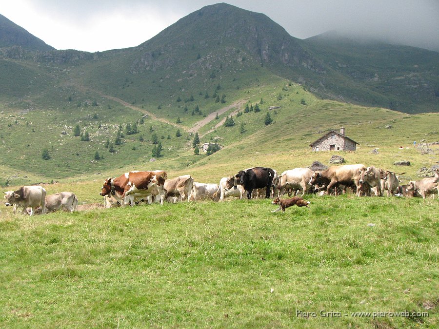 canipastore 101.jpg - Piccolo cane per una grossa mandria